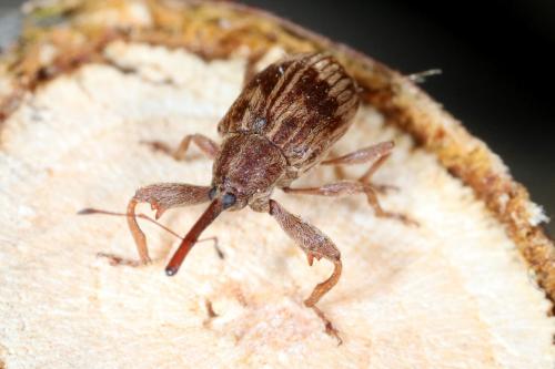 Réf. 262 035 : Anthonomus rectirostris